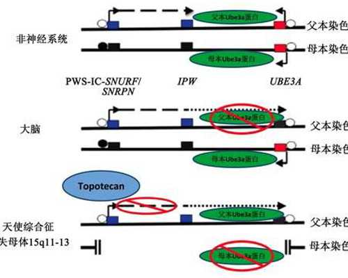 孕期可以做脸部护理吗?美容院和家用护肤品推荐